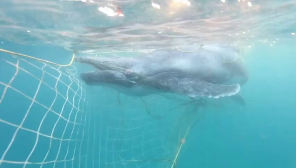 Rescatan a una cría de ballena que quedó atrapada en una red contra tiburones en Australia