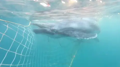 Rescatan a una cría de ballena que quedó atrapada en una red contra tiburones en Australia Rescatan a una cría de ballena que quedó atrapada en una red contra tiburones en Australia