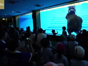 En Tailandia denuncian el uso de elefantes para espectáculos acuáticos En Tailandia denuncian el uso de elefantes para espectáculos acuáticos