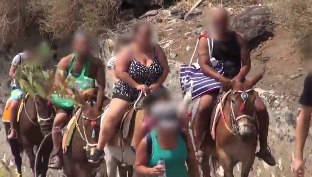 El Gobierno griego prohíbe a los turistas son sobrepeso subirse a los burros de Santorini