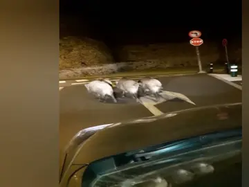 Un grupo de jabalíes se pasea por el centro de la ciudad Un grupo de jabalíes se pasea por el centro de la ciudad