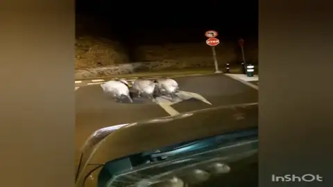 Un grupo de jabalíes se pasea por el centro de la ciudad Un grupo de jabalíes se pasea por el centro de la ciudad