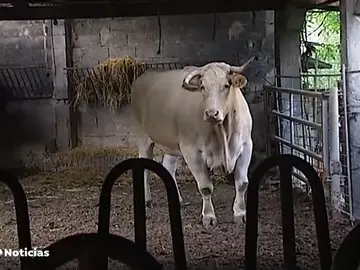 Potxolo, el buey más grande y caro del mundo vive en Guipúzcoa, pesa 2.000 kilos y será sacrificado el año que viene Potxolo, el buey más grande y caro del mundo vive en Guipúzcoa, pesa 2.000 kilos y será sacrificado el año que viene