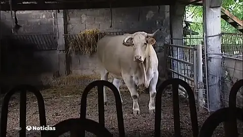 Potxolo, el buey más grande y caro del mundo vive en Guipúzcoa, pesa 2.000 kilos y será sacrificado el año que viene Potxolo, el buey más grande y caro del mundo vive en Guipúzcoa, pesa 2.000 kilos y será sacrificado el año que viene