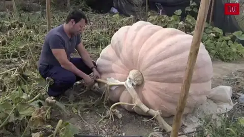 Dos grúas para levantar una calabaza de 600 kilos Dos grúas para levantar una calabaza de 600 kilos
