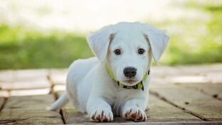 Imagen de archivo de un perro