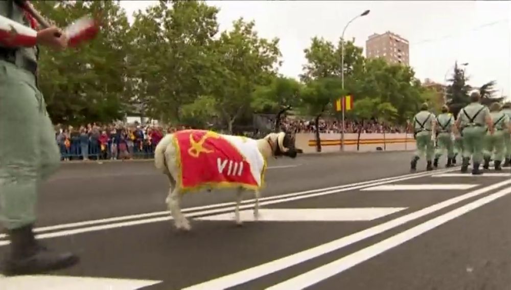 Como Se Llama La Cabra De La Legion
