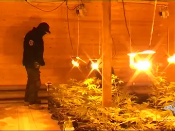 La policía rusa detiene a tres hombres sospechosos de instalar una granja de cannabis La policía rusa detiene a tres hombres sospechosos de instalar una granja de cannabis