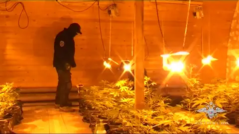 La policía rusa detiene a tres hombres sospechosos de instalar una granja de cannabis La policía rusa detiene a tres hombres sospechosos de instalar una granja de cannabis