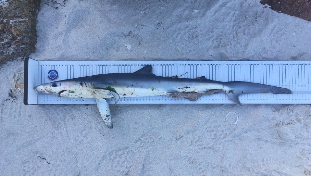 Tiburón azul varado en una plaza de Vigo