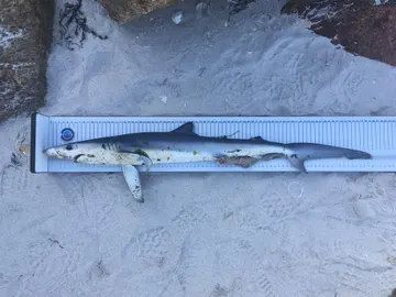 Tiburón azul varado en una plaza de Vigo Tiburón azul varado en una plaza de Vigo