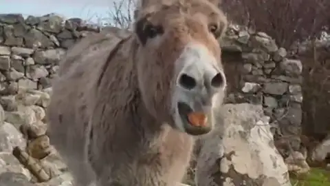 Una burra irlandesa triunfa como 'cantante de ópera': Harriet causa sensación en las redes sociales Una burra irlandesa triunfa como 'cantante de ópera': Harriet causa sensación en las redes sociales