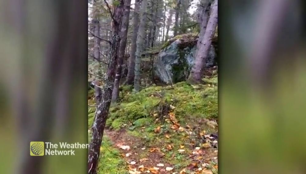 La tierra "respira" en un bosque de Canadá
