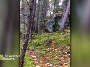 La tierra "respira" en un bosque de Canadá