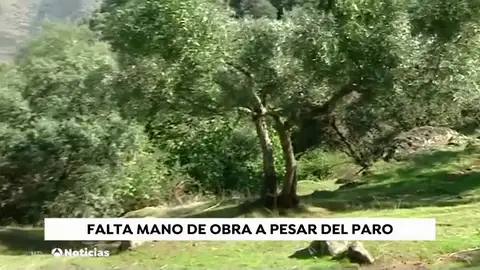 Escasez de temporeros en Córdoba al inicio de la temporada de recogida de la aceituna por los bajos salarios Escasez de temporeros en Córdoba al inicio de la temporada de recogida de la aceituna por los bajos salarios