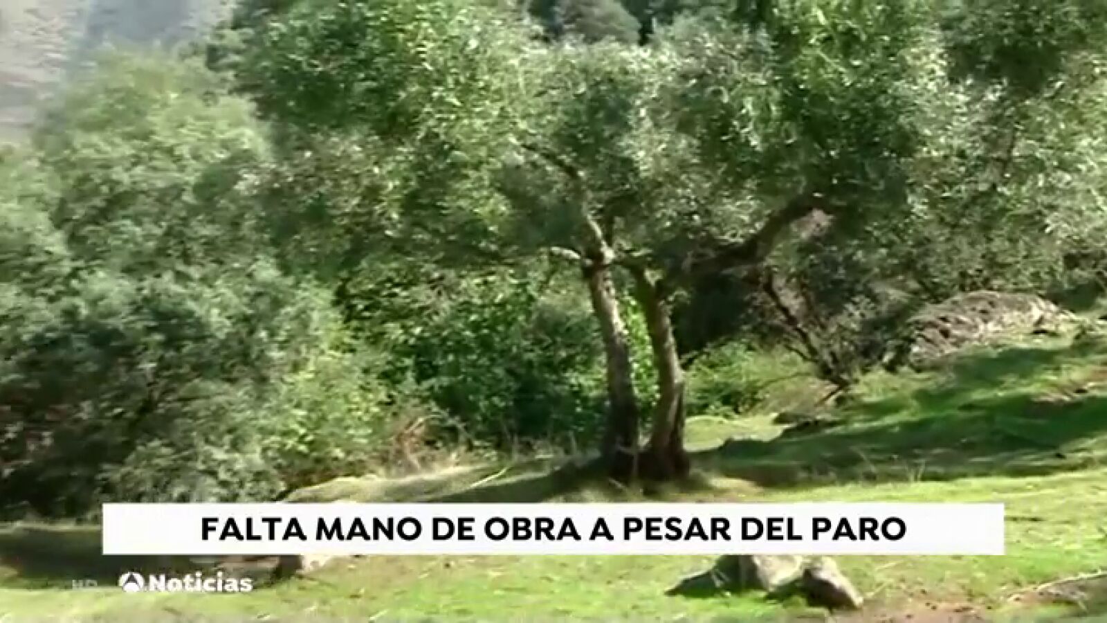 Escasez de temporeros en Córdoba al inicio de la temporada de recogida de la aceituna por los bajos salarios