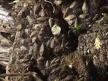 Vuelca un camión con 22 mil kilos de mejillones y la guardia civil advierte que no es apto para el consumo Vuelca un camión con 22 mil kilos de mejillones y la guardia civil advierte que no es apto para el consumo