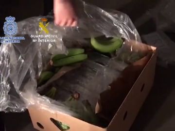 Intervienen más de cinco toneladas de cocaína ocultas en bananas en un polígono de Málaga 