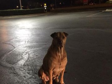 El perro que fingía no tener hogar para recibir comida