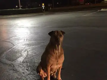 El perro que fingía no tener hogar para recibir comida El perro que fingía no tener hogar para recibir comida