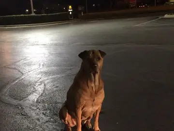 El perro que fingía no tener hogar para recibir comida El perro que fingía no tener hogar para recibir comida