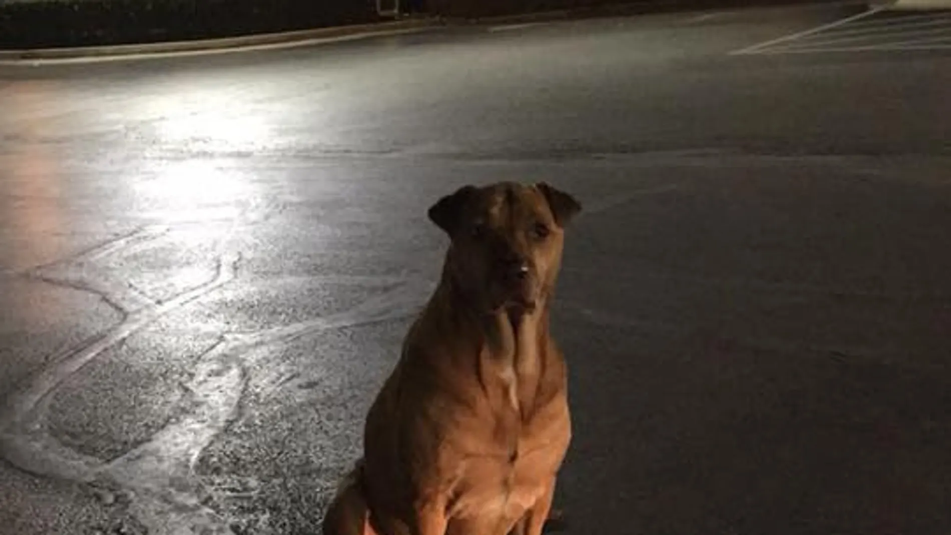 El perro que fingía no tener hogar para recibir comida El perro que fingía no tener hogar para recibir comida