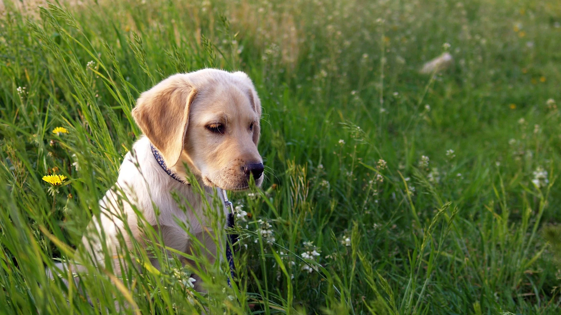 Imagen de un labrador Imagen de un labrador