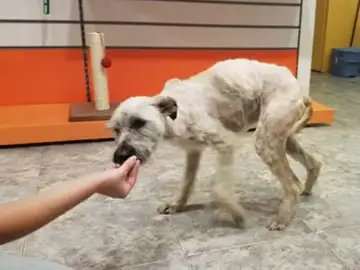 Yuca, la perrita abandonada Yuca, la perrita abandonada