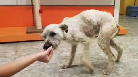 Yuca, la perrita abandonada Yuca, la perrita abandonada