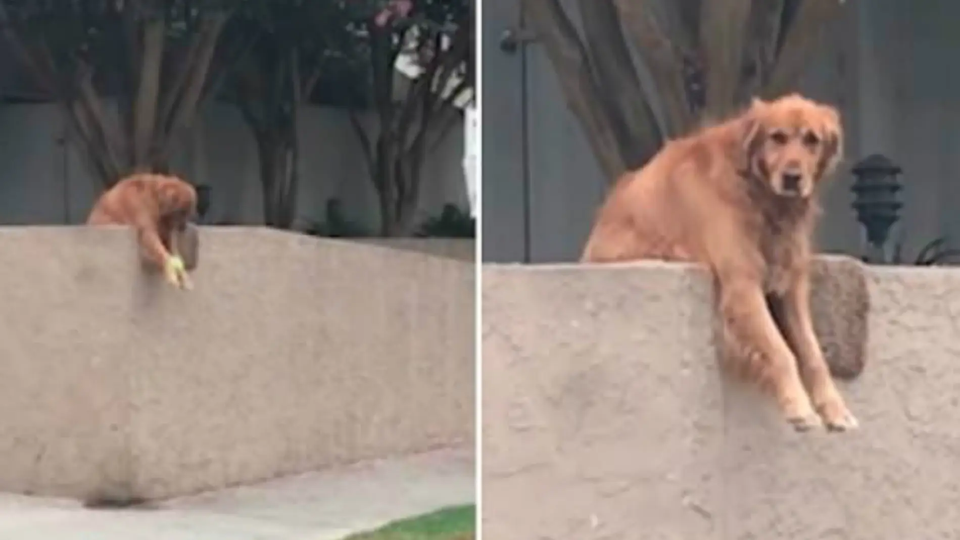 Riley soltando su pelota