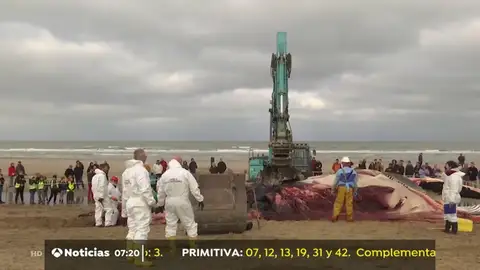 BALLENA BALLENA