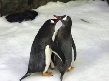 Dos pingüinos gays