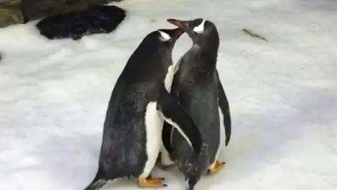 Dos pingüinos gays Dos pingüinos gays