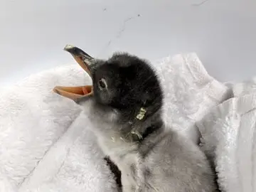 Imagen de la cría de pingüino de la pareja Imagen de la cría de pingüino de la pareja