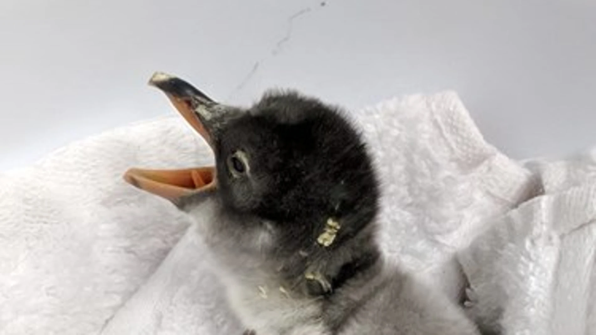 Imagen de la cría de pingüino de la pareja Imagen de la cría de pingüino de la pareja