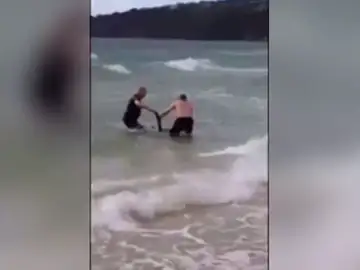 Rescate de un canguro en Australia Rescate de un canguro en Australia