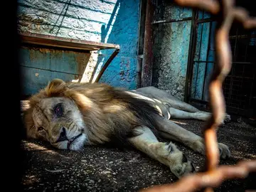 Uno de los leones rescatados Uno de los leones rescatados