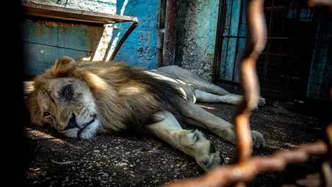 Uno de los leones rescatados Uno de los leones rescatados