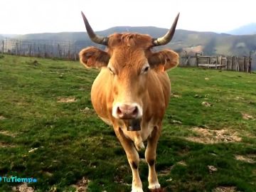 Las vacas autóctonas están en peligro de extinción por su bajo consumo