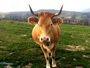 Las vacas autóctonas están en peligro de extinción por su bajo consumo Las vacas autóctonas están en peligro de extinción por su bajo consumo