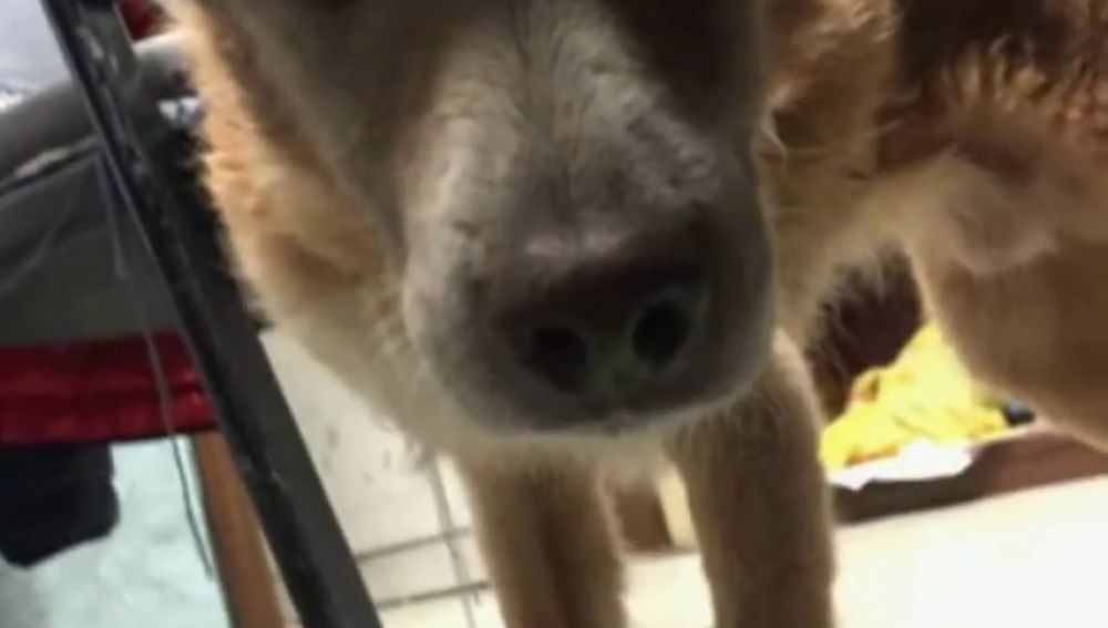 Un perro ciego perdido en el temporal en Italia se reencuentra con su dueño gracias a Facebook