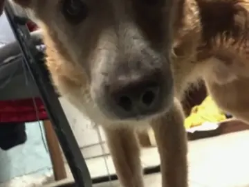 Un perro ciego perdido en el temporal en Italia se reencuentra con su dueño gracias a Facebook Un perro ciego perdido en el temporal en Italia se reencuentra con su dueño gracias a Facebook