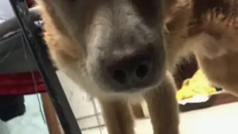 Un perro ciego perdido en el temporal en Italia se reencuentra con su dueño gracias a Facebook Un perro ciego perdido en el temporal en Italia se reencuentra con su dueño gracias a Facebook