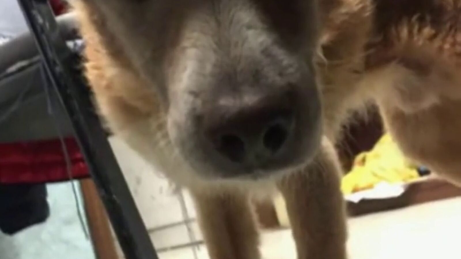 Un perro ciego perdido en el temporal en Italia se reencuentra con su dueño gracias a Facebook
