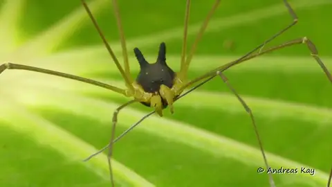 Un científico halla una 'araña' con cabeza de perro en la selva tropical de Ecuador Un científico halla una 'araña' con cabeza de perro en la selva tropical de Ecuador