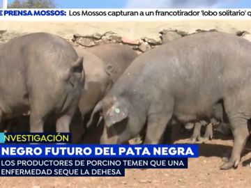 El cerdo ibérico, en peligro de extinción: "Si no tomamos medidias, las encinas desaparecerán en 15 años"