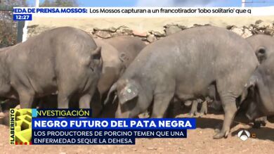 El cerdo ibérico, en peligro de extinción por una enfermedad de las encinas: 