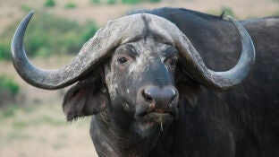 B&uacute;falo