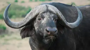 Búfalo Búfalo