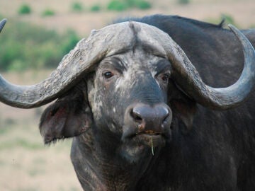 Búfalo